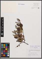 Salix bicolor Ehrh. ex Willd.